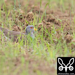 ハヤブサが現れるとこの体制。
