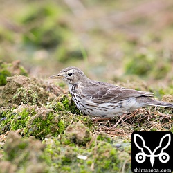 タヒバリも10羽ほどいましたが、あまり目立たず、地面にいると近い個体しか認識できませんが、何かに驚いて飛ぶと数の多さが分かります。