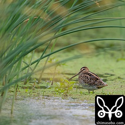 い草の田んぼで採餌するタシギ。奥に見えるのはヒバリシギ。