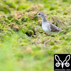 ヒバリシギは1羽だけセキレイ達と採餌していた。