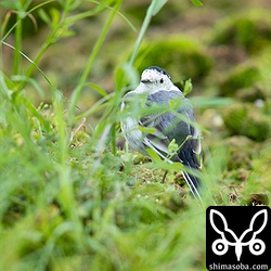 ホオジロハクセキレイは草むらから動かなかった。