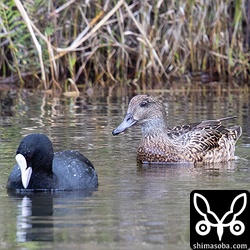 こんな調子でオオバンの後ばかりついていました。