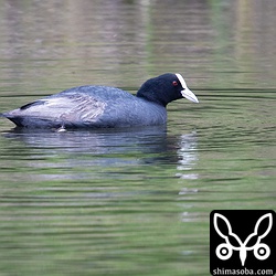 このオオバンは羽がボロボロになっていた。これで渡れるのだろうか?