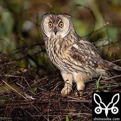 しばらくするとトラフズクはネズミを足に掴んだまま飛び去り、再び闇夜に消えました。
