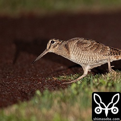 遊歩道を渡って隣の芝生へ移動。