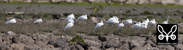 クロツラヘラサギ