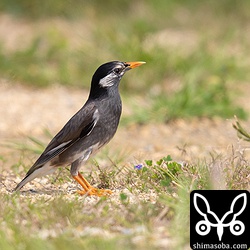 ムクドリも近くで採餌していた。