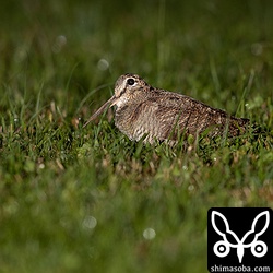 こちらのヤマシギは芝生の広場で餌探し。警戒して伏せています。