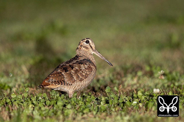ヤマシギ