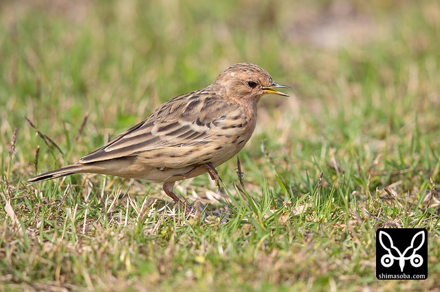 ムネアカタヒバリ
