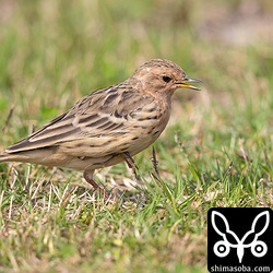 こちらもムネアカタヒバリ成鳥オスの夏羽。尾羽が換羽中。