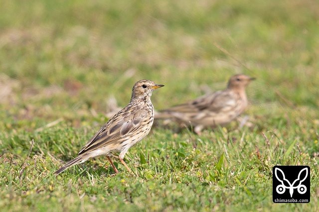 ムネアカタヒバリ