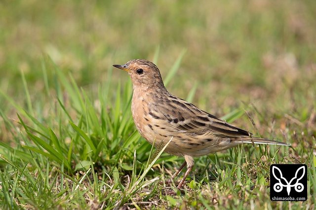 ムネアカタヒバリ