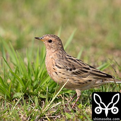 ムネアカタヒバリ成鳥オスの夏羽。