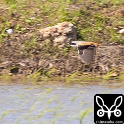 タカサゴモズが飛ぶとセキレイの仲間は慌てて逃げていた。シマアカモズでは逃げないけど、タカサゴモズに対してはかなり怯えている模様。