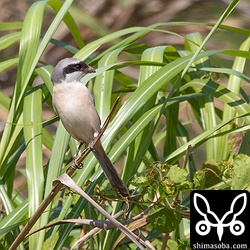 タカサゴモズは尾羽も長くスタイルも抜群ですね。