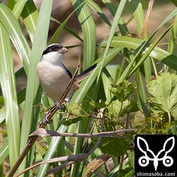 嘴は泥だらけ。