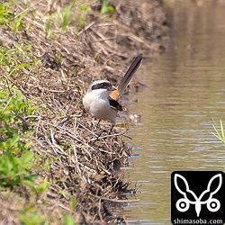 獲物を見つけると田んぼの畦に降りていた。獲物までは見えず。