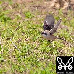 タカサゴモズの飛び出し。