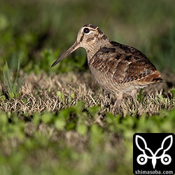 いつも一番近くで観察できるヤマシギ。おそらく同じ個体だと思われます。