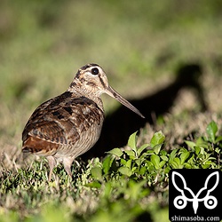 失敗。^^; 右のスピードライトが不発で大きな影が伸びている…。