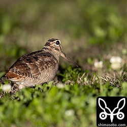 このクローバが茂る所に餌が多いのか、ヤマシギたちは必ずこの場所にいます。