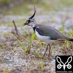 タゲリのメス成鳥。ミミズか何かを捕まえて呑み込む瞬間。