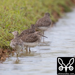 タカブシギも数羽の群れがあちこちに。上空を飛ぶヘリコプターを気にしている。