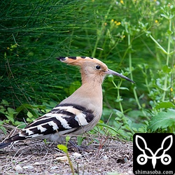海岸沿いの防風林のモクマオウの林が少し切り開かれ、背の低い雑草がまばらに生えた環境に入りました。