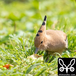 長いくちばしを深く差し込んで餌を探している。