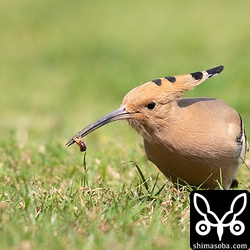 またハサミムシを捕まえた。