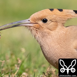 ヤツガシラの獲物は芝生ではハサミムシでした。