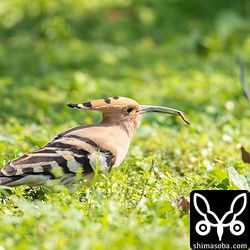 芝生の端の少し湿ったところでは何かの幼虫を食っていました。