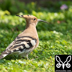 何匹も獲物を呑み込んだ後、しばらく動かなくなった。