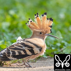 ヤツガシラおきまりのポーズ。
