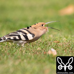 分解したハサミムシをパクッ!!