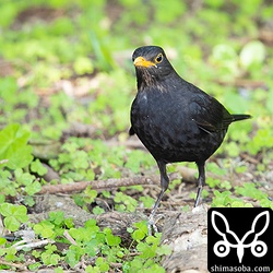 人や車に驚いて茂みに入ってもしばらくすると地面に降りて餌を探していました。