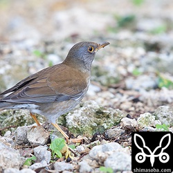 シロハラ成鳥オス。