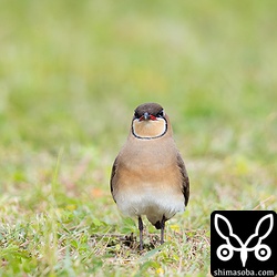 正面から。隈取りと赤い口角がチャームポイントですね。