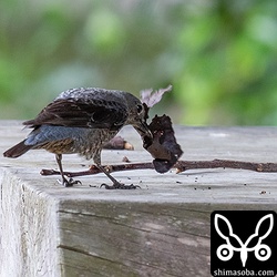 巣材を運んできたイソヒヨドリのメス。枝や枯葉を東屋の天井に運んでいた。