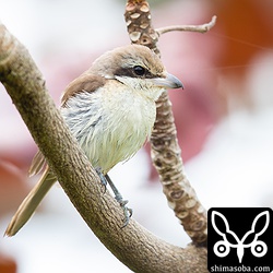 シマアカモズのメス。警戒心の薄い個体だった。