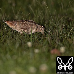 地面にくちばしを差し込み餌を探すヤマシギ。