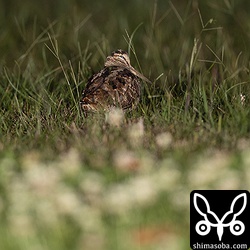 寝ている個体もいた。