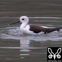 セイタカシギのメス成鳥。成鳥幼鳥入り混じっていた。
