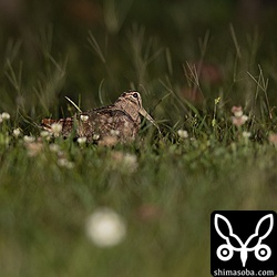 こちらを警戒して、様子をうかがっている。