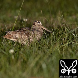 くちばしの根元まで泥だらけ。土中深く、獲物を探しているようです。