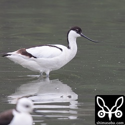 黒色部の一部が褐色を帯びて、くちばしが短く上にきつく反っているので若い個体のメスかな。微妙で難しいですね。^^;