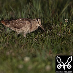 街灯がある環境なので光になれているのか、懐中電灯で照らしていてもこちらに歩いてくる。