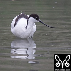 ソリハシセイタカシギは、セイタカシギの群れの近くで採餌していた。満潮で水深が深くなり、ソリハシセイタカシギの長い脚は見ることができませんでした。