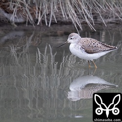 コアオアシシギは、冬羽から夏羽へ変わりつつあります。後ろになんとなく見えてるのはタシギです。